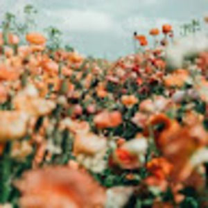 Meet your Posher, Adry